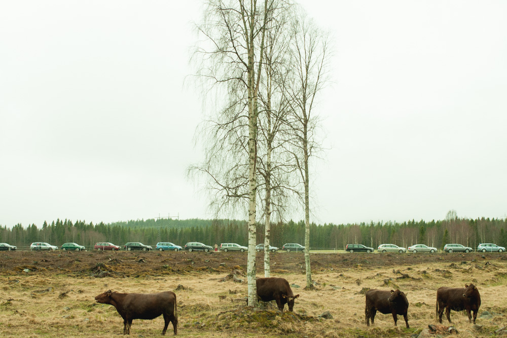 Betessläpp i Västra Spöland